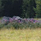 fotoaardecreatie_tn.gif