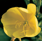 fototeunisbloem_tn.gif