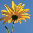 fotozonnebloem_tn.gif